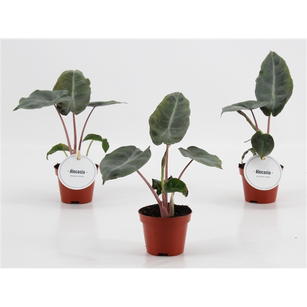 <h4>Alocasia Pink Dragon</h4>