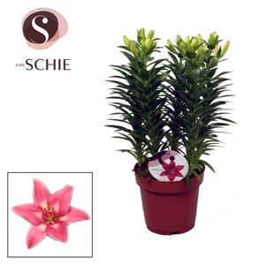 Lilium Az Rozalynn 19cm