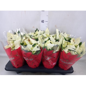 Euphorbia pulc. 'Alaska'