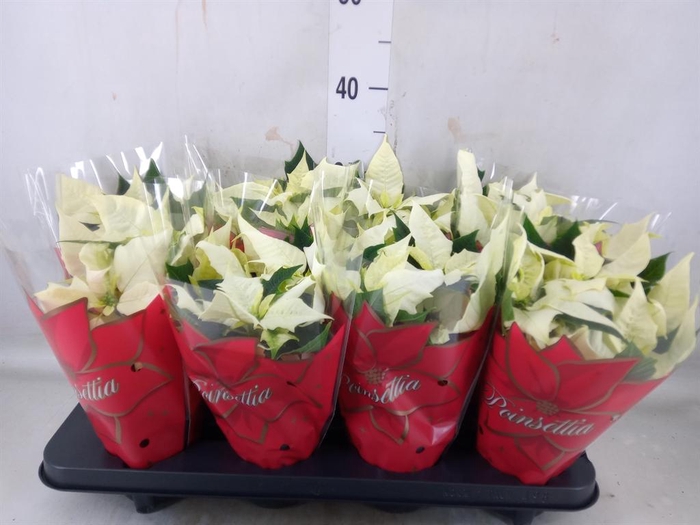 <h4>Euphorbia pulc. 'Alaska'</h4>