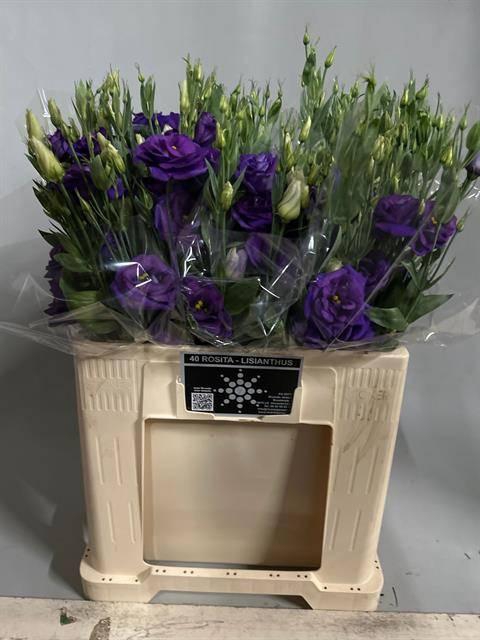 <h4>EUS G ROSI BLUE</h4>