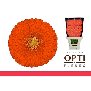 GE MB POMPONI FOZZIE-Diamond*60