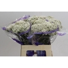 Ozothamnus Cooks Tall Pink