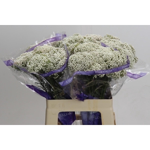 Ozothamnus Cooks Tall Pink