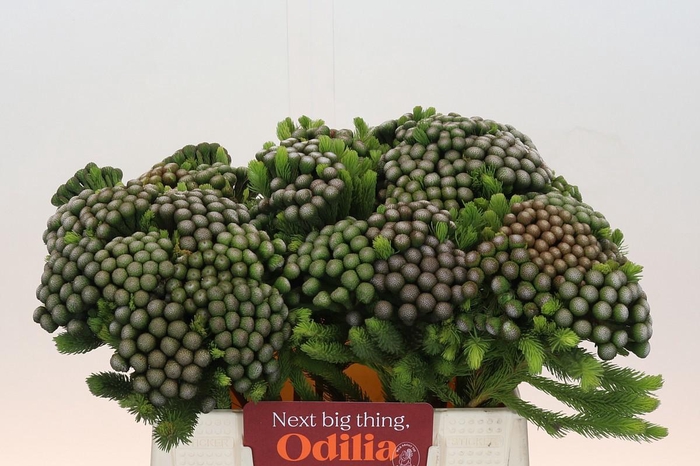 <h4>BRUN ALBIFLORA</h4>