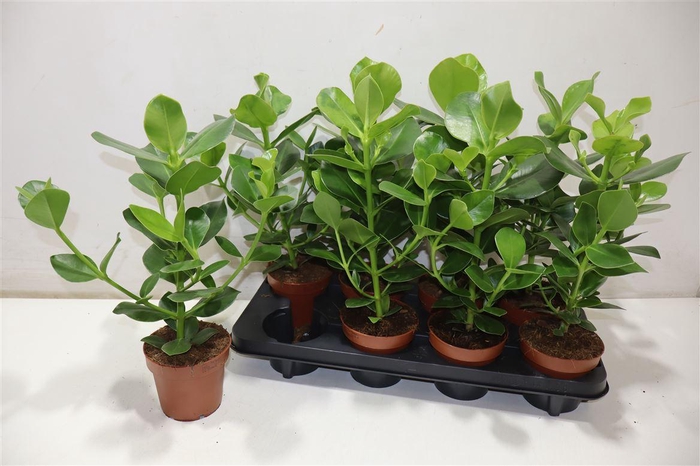 <h4>Clu Ro Princess</h4>