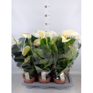 Anthurium andr. 'Alpine'