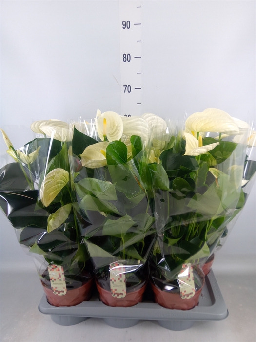 <h4>Anthurium andr. 'Alpine'</h4>