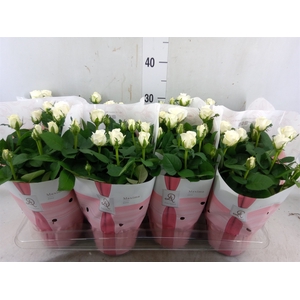 Rosa  'Amorosa Infinity White'