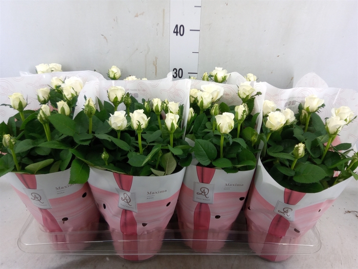 <h4>Rosa  'Amorosa Infinity White'</h4>