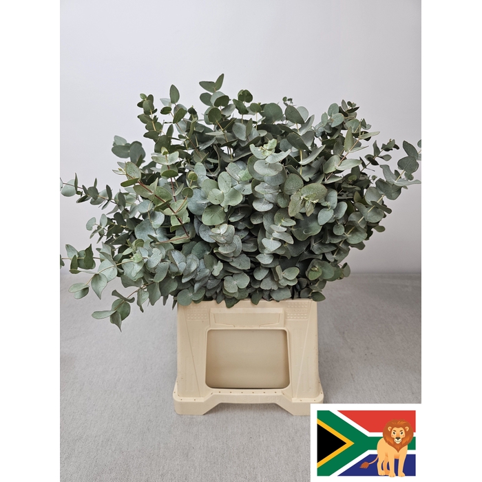 <h4>EUC CINEREA PB</h4>