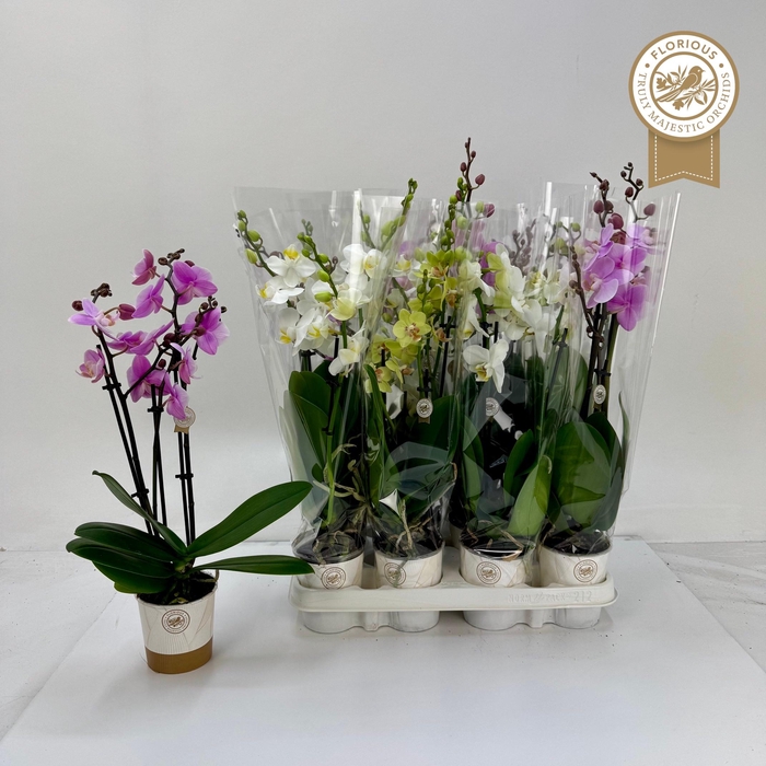<h4>PHAL GEM</h4>