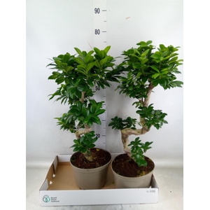 Ficus microcarpa 'Ginseng'