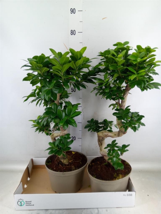 <h4>Ficus microcarpa 'Ginseng'</h4>