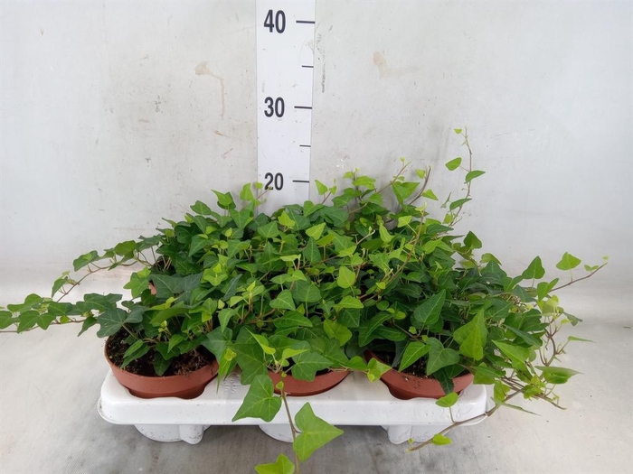 <h4>Hedera helix 'Anna'</h4>