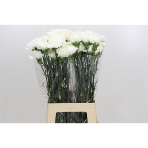 Dianthus St Moonlight