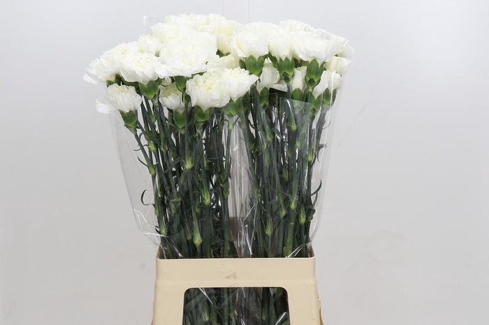 <h4>Dianthus St Moonlight</h4>