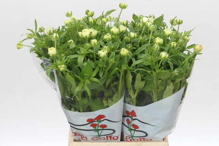 <h4>Ranunculus Butterfly Graces</h4>