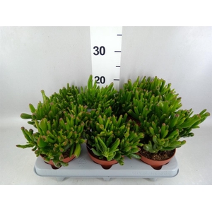 Crassula ovata 'Gollum'