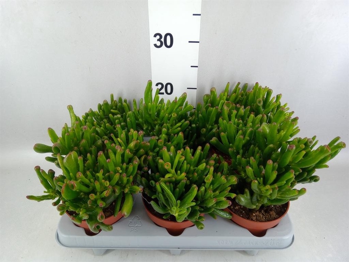 <h4>Crassula ovata 'Gollum'</h4>