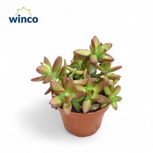 SEDUM OVERIG