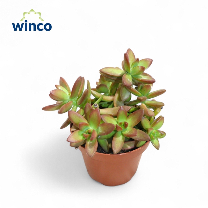 <h4>SEDUM OVERIG</h4>