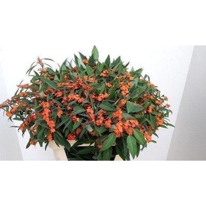Euphorbia sp queen orange