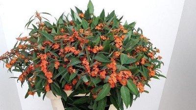 <h4>Euphorbia sp queen orange</h4>