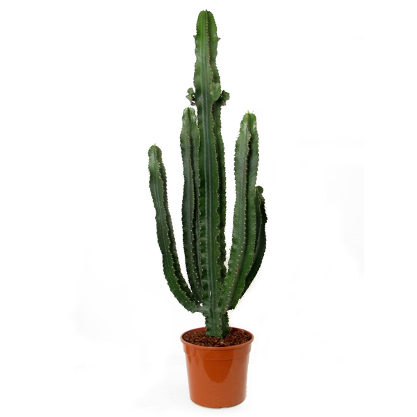 <h4>Euphorbia Erytrea 27 cm</h4>