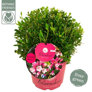 Rhododendron 'Bloombux'® 'Magenta' BOL