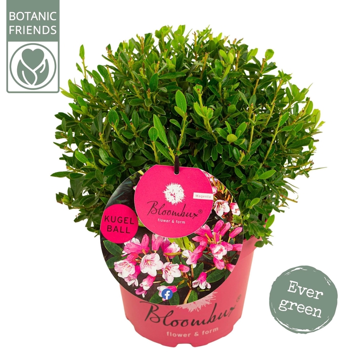 <h4>Rhododendron 'Bloombux'® 'Magenta' BOL</h4>