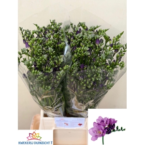 Freesia du Blue Bayou