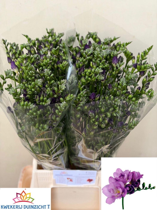 <h4>Freesia du Blue Bayou</h4>