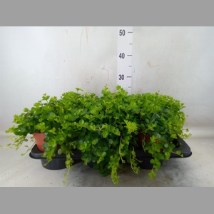 Peperomia rotundifolia