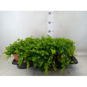 Peperomia rotundifolia