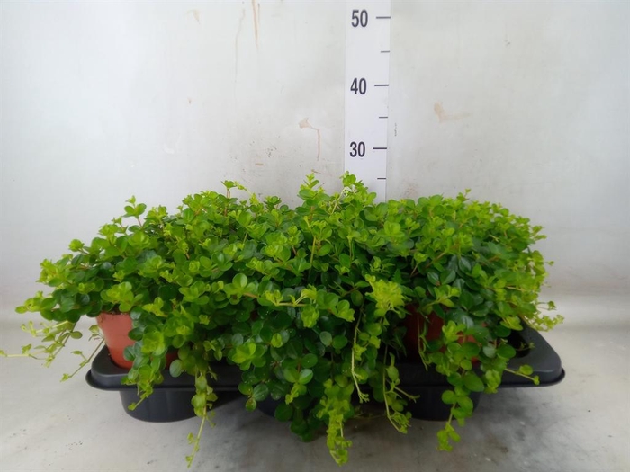 Peperomia rotundifolia