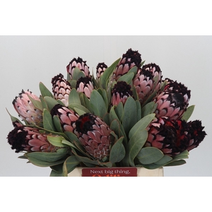 PROTEA M DIDI