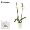 Phalaenopsis 2 tak 16+ wit in Carly wit mat(Deco-collection)