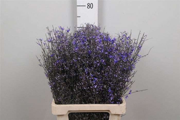 <h4>Genista Milka 200gr</h4>