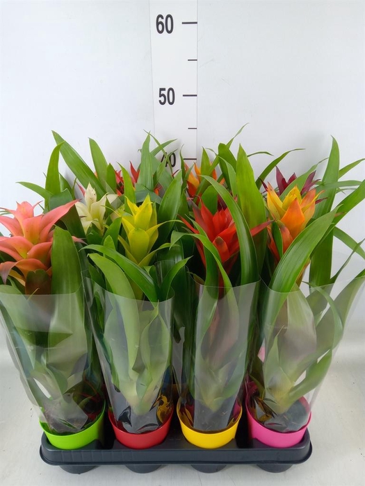 <h4>Guzmania   ...mix</h4>