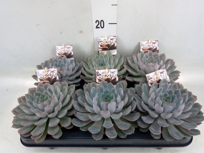 <h4>Echeveria   ...</h4>