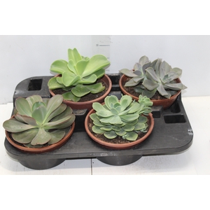 ECHEVERIA C21