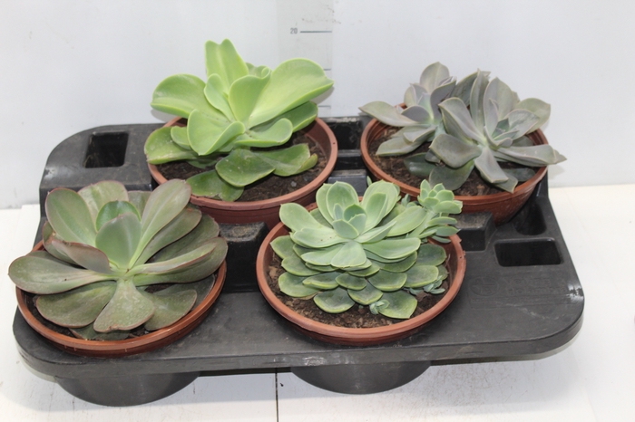 <h4>ECHEVERIA C21</h4>