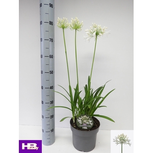 AGAPA HENRYS WHITE