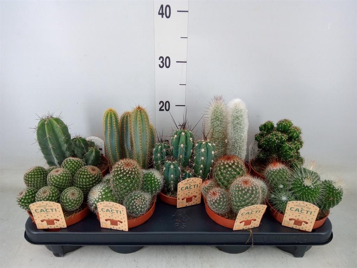 <h4>Cactus   ...mix</h4>