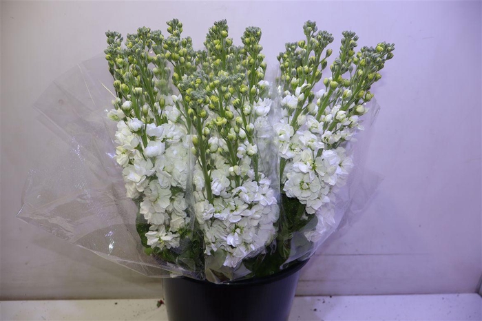 <h4>Matth Aida White X5</h4>