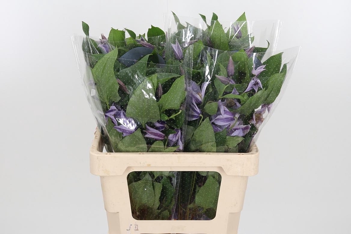 <h4>Clem Star River Lavendel</h4>