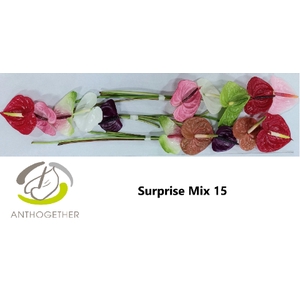Anthurium Mix Surprise