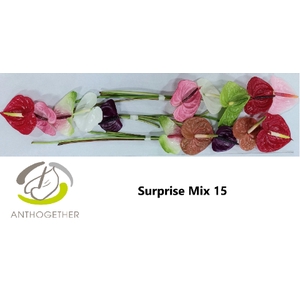 ANTH A Surprise Mix 15