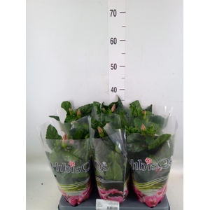 Hibiscus rosa-sin.   ...